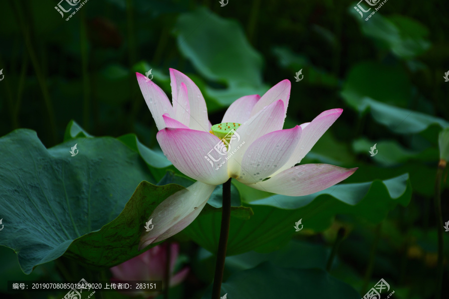 荷花