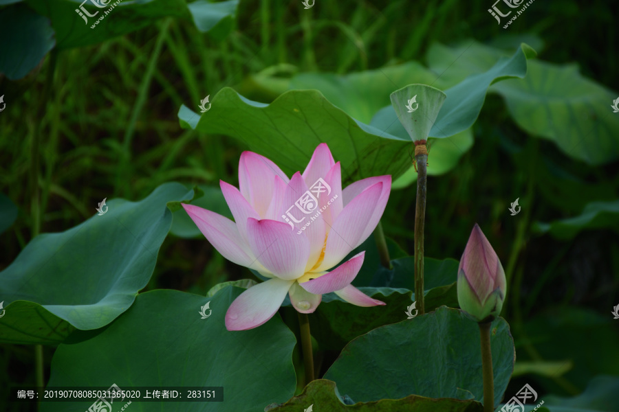 荷花