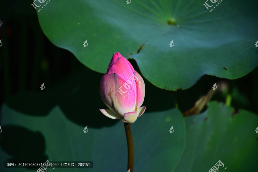 花蕾