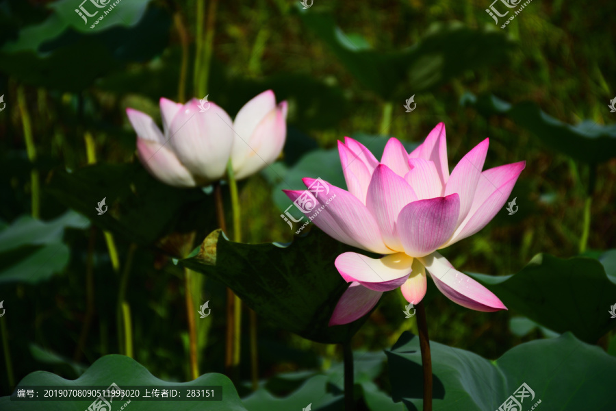 荷花