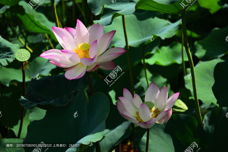 荷花