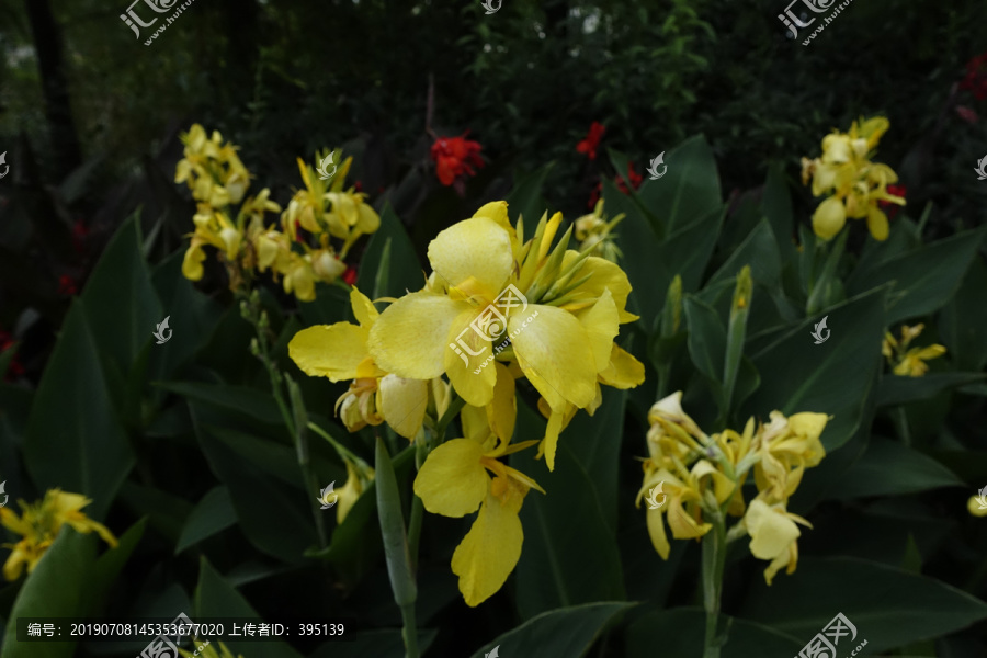 黄花美人蕉