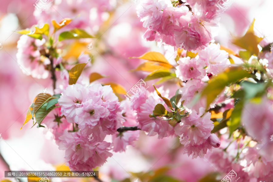 樱花