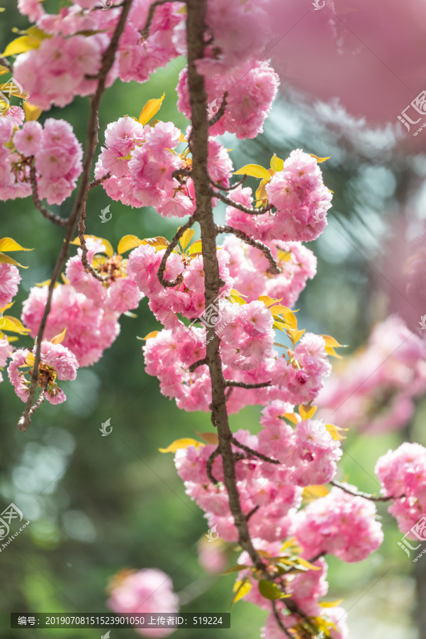 樱花