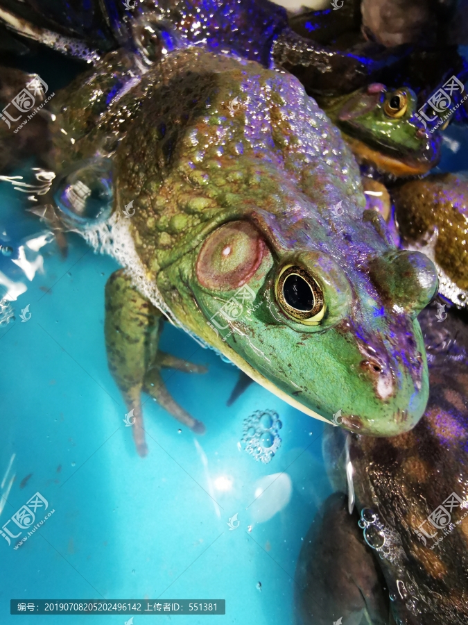 香辣牛蛙