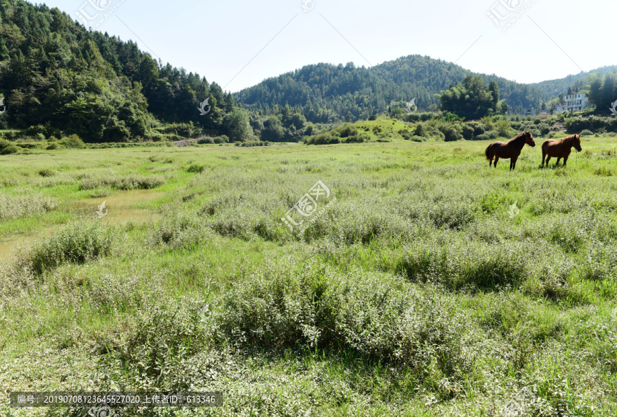 草原骏马