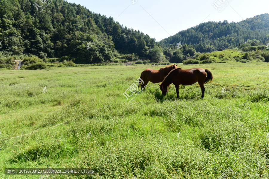 草原骏马