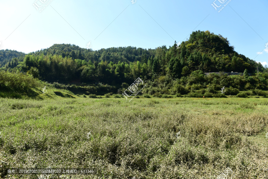 山区山脉草场放牧