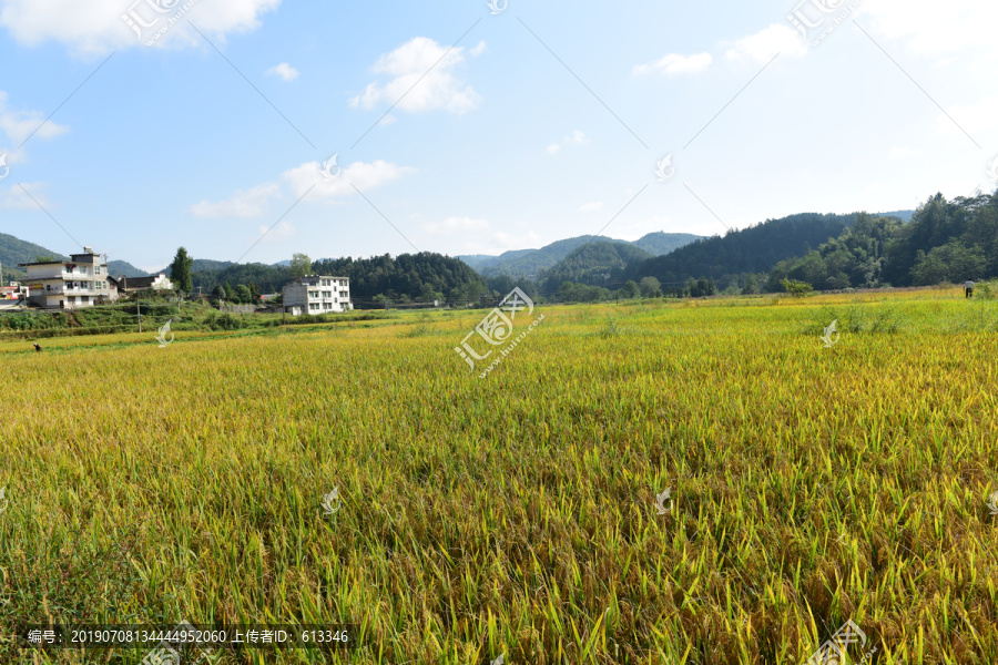 稻田稻谷