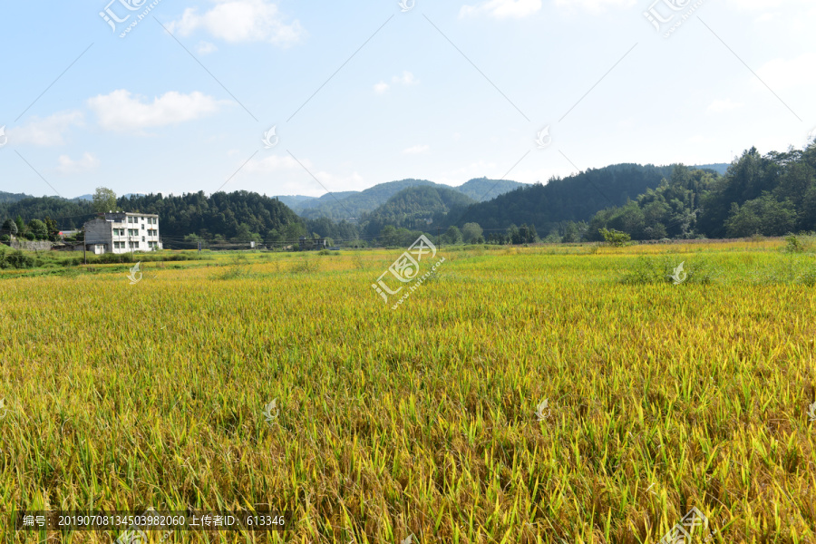 稻田稻谷