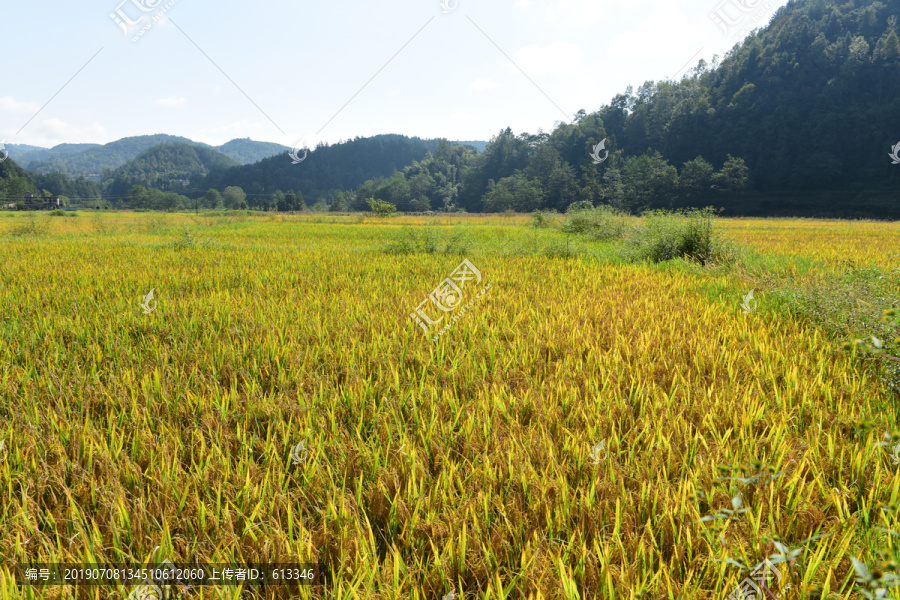 稻田稻谷