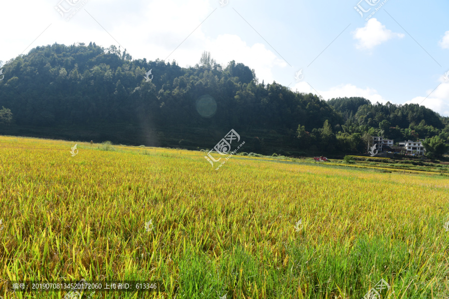 稻田稻谷