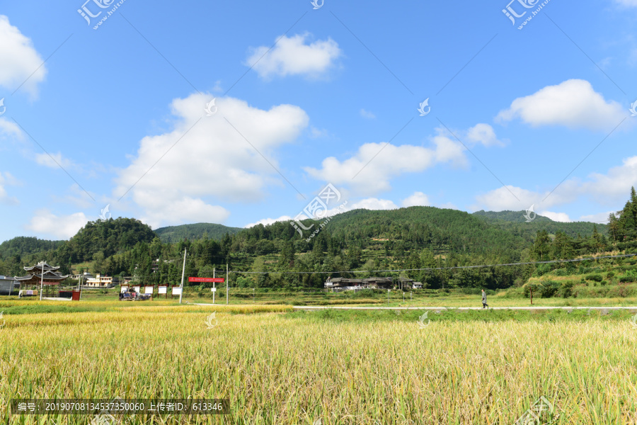 稻田稻谷