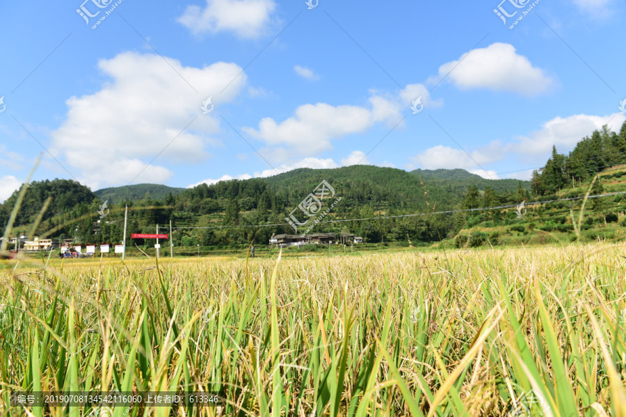 稻田稻谷