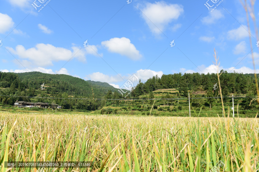 稻田稻谷