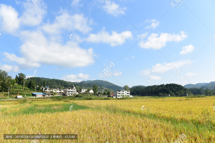 收割稻田的稻谷