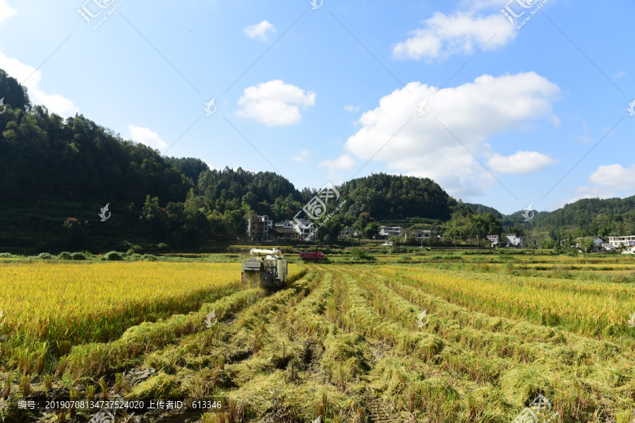 收割稻田的稻谷