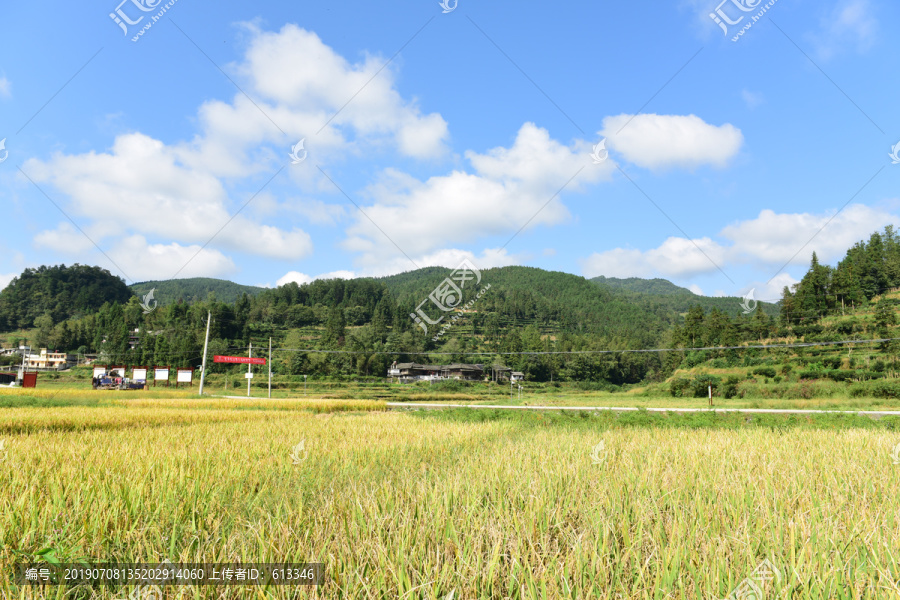 丰收水稻稻谷