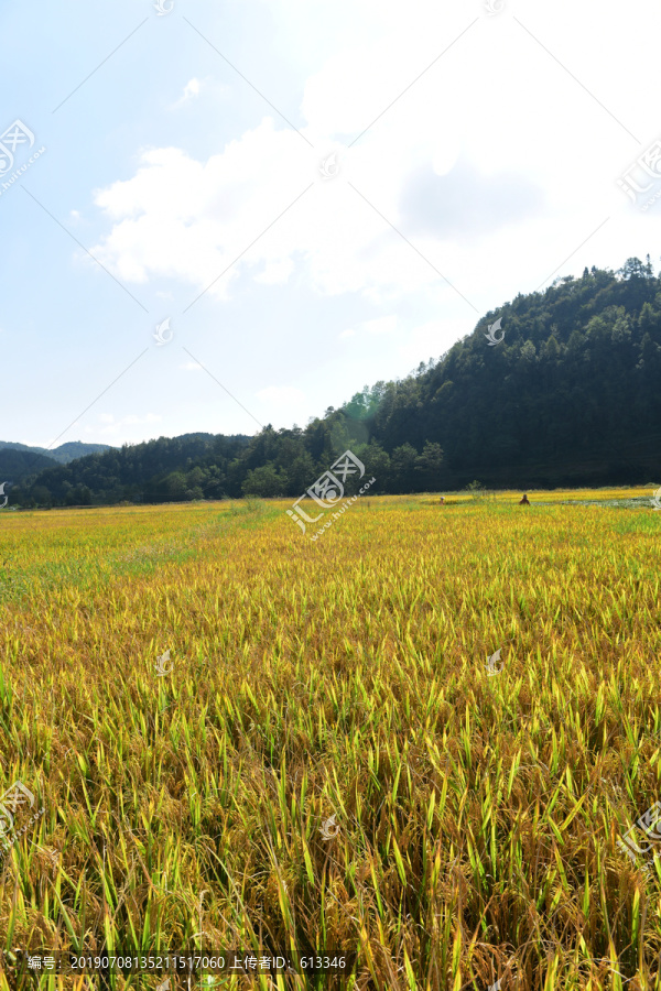 丰收水稻稻谷