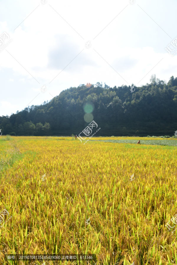 丰收水稻稻谷