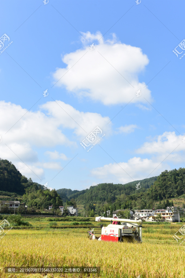 农田成熟的水稻稻谷