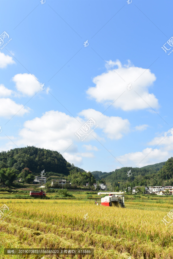 农田成熟的水稻稻谷