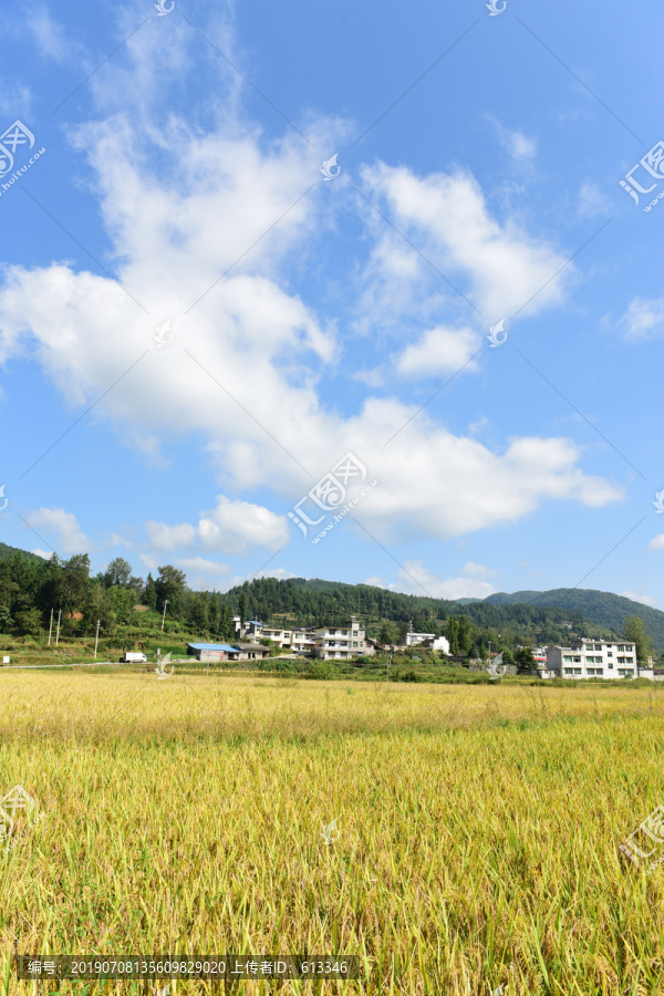 农田成熟的水稻稻谷