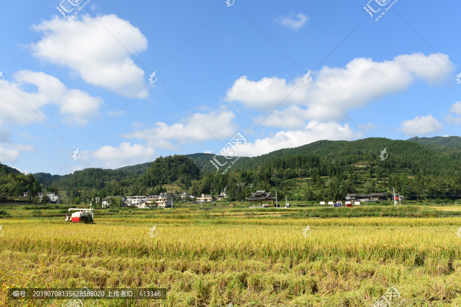 农田成熟的水稻稻谷