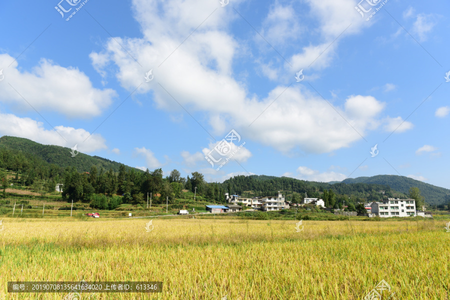 农田成熟的水稻稻谷