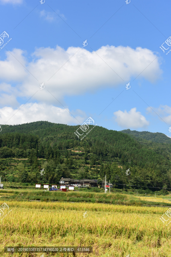 农田成熟的水稻稻谷