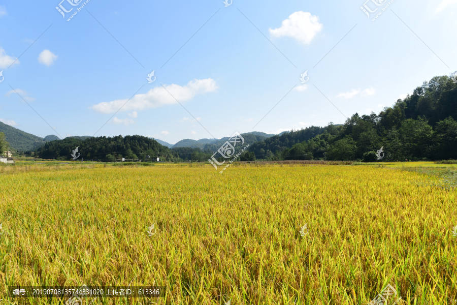 农田成熟的水稻稻谷