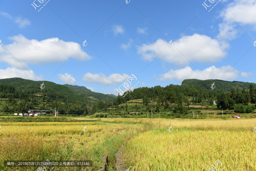 农田成熟的水稻