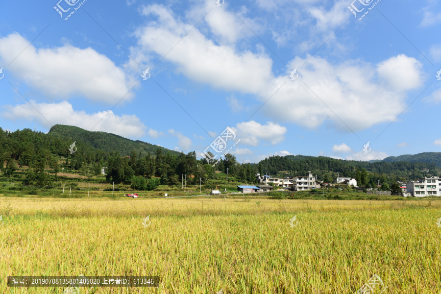 农田成熟的水稻