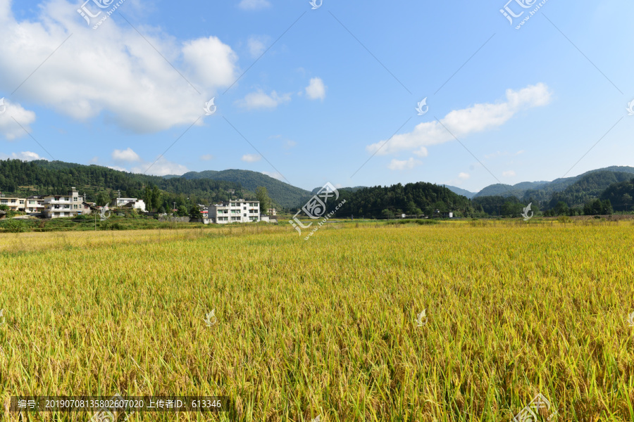 农田成熟的水稻