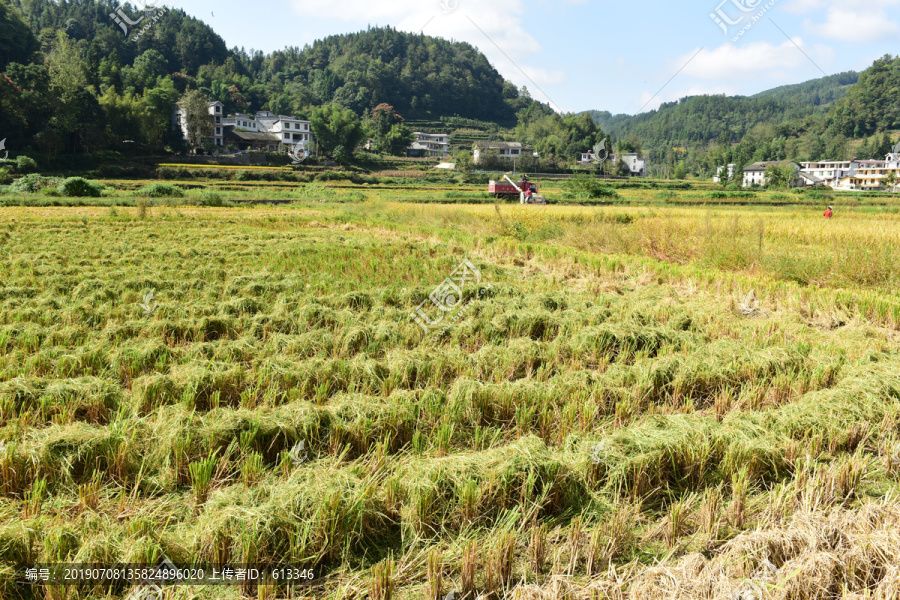 农田成熟的水稻