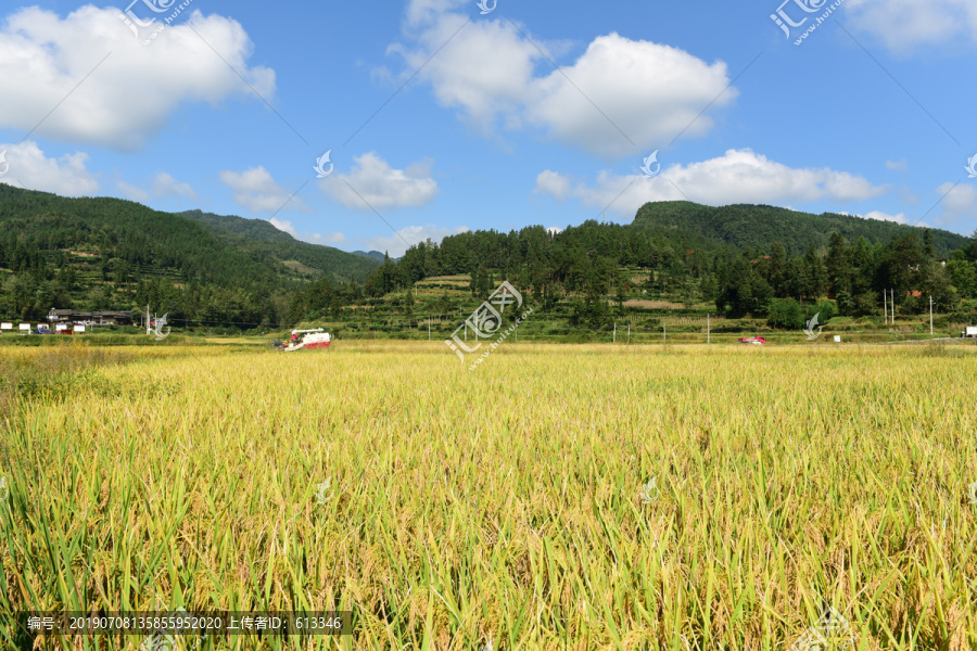 农田成熟的水稻