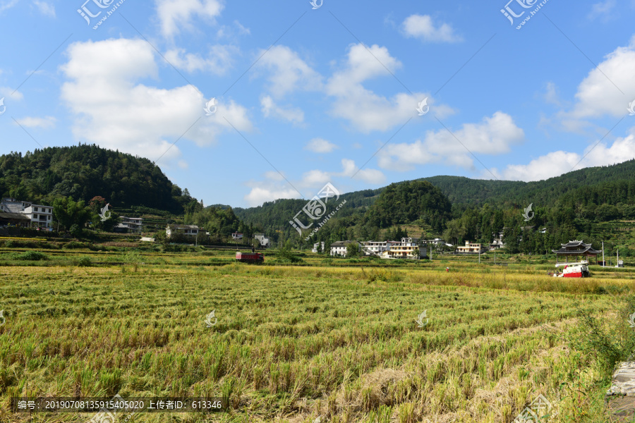 农田成熟的水稻