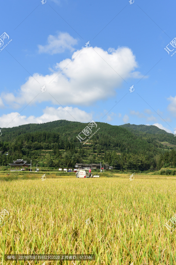 农田成熟的水稻