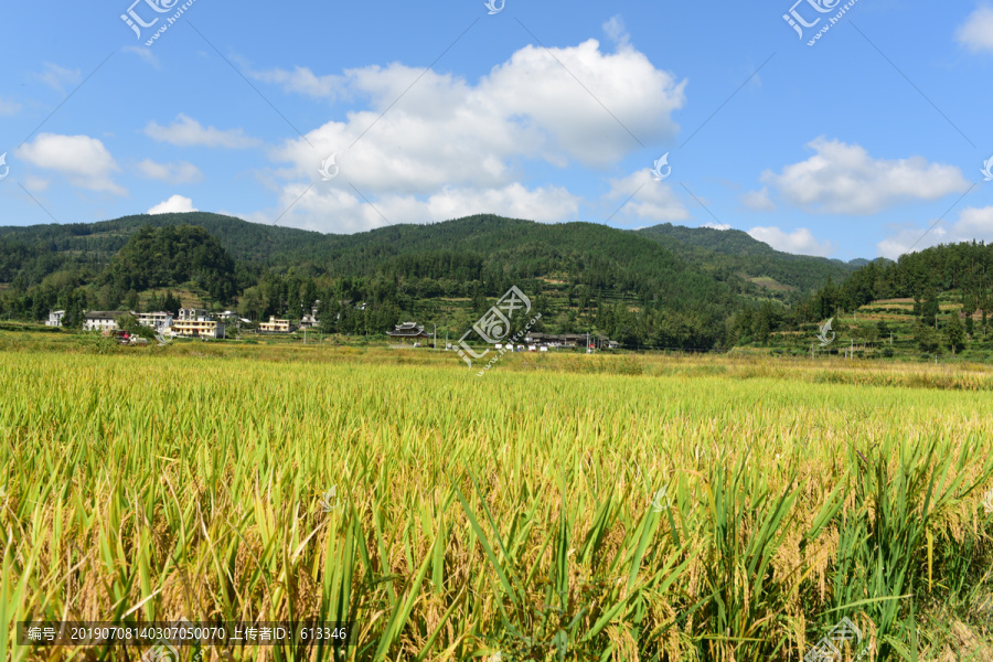 丰收水稻稻穗