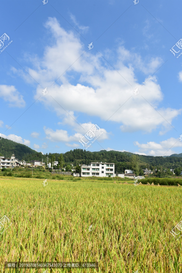 丰收水稻稻穗