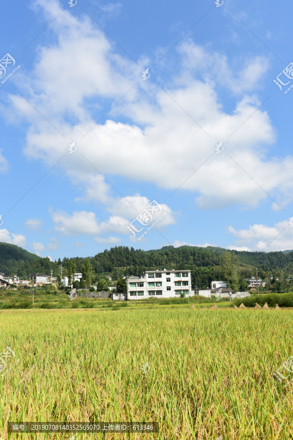 丰收水稻稻穗