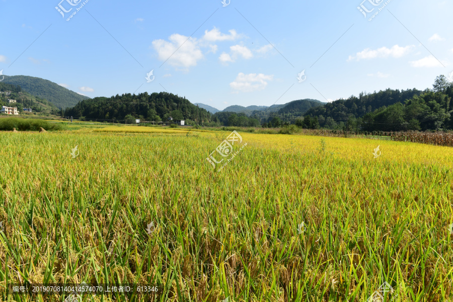 丰收水稻稻穗