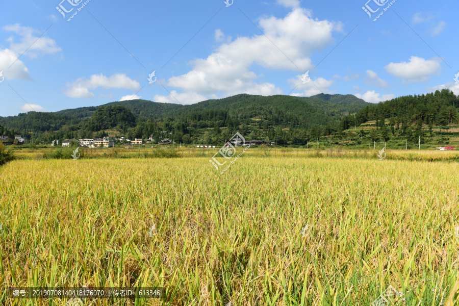 收割水稻