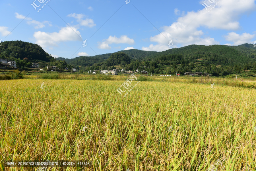 水稻丰收