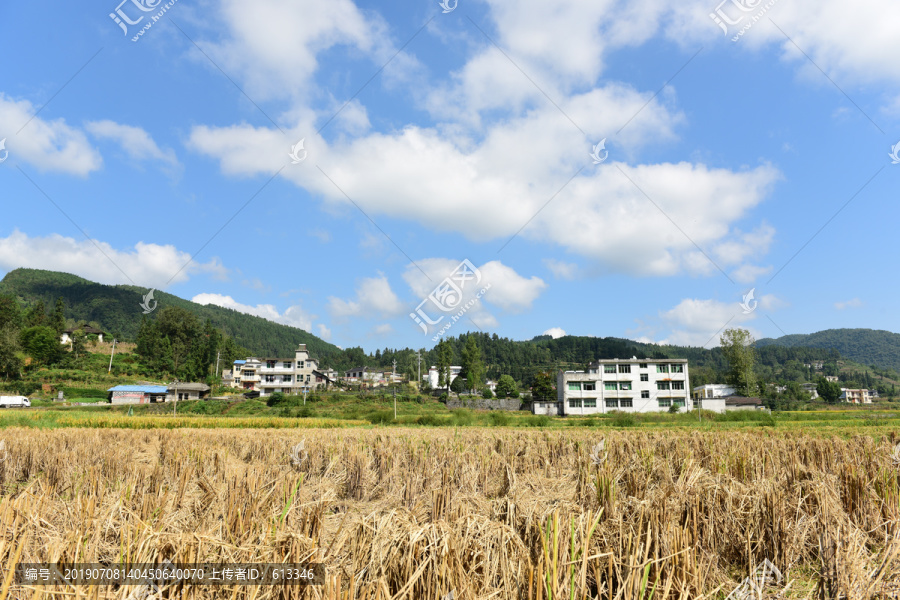 水稻丰收