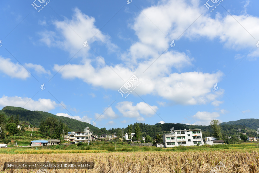 收割水稻