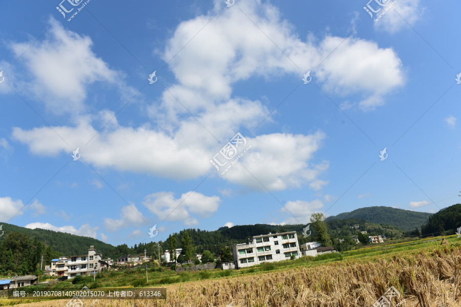 收割水稻