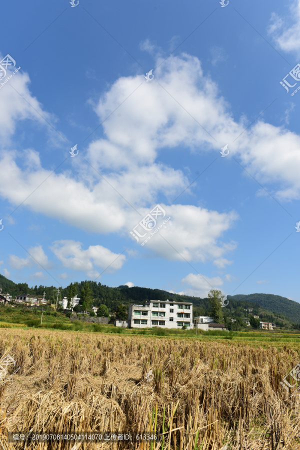收割水稻