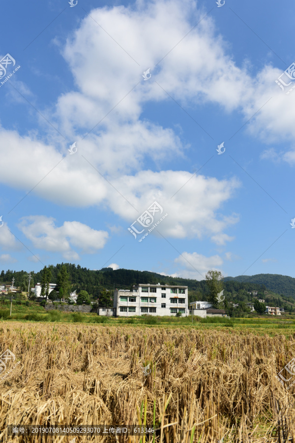 收割水稻