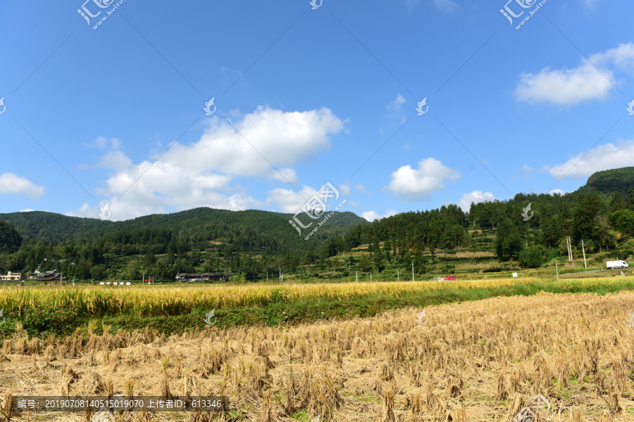收割水稻